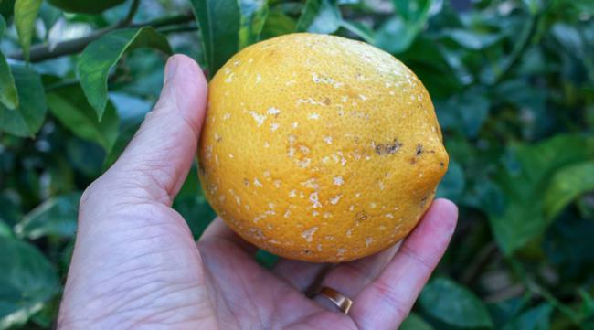 刚摘的橙子怎么保存不容易坏呢