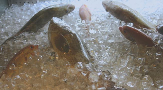 水晶泡泡鱼活体做法视频