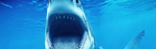 世界十大食人鲨