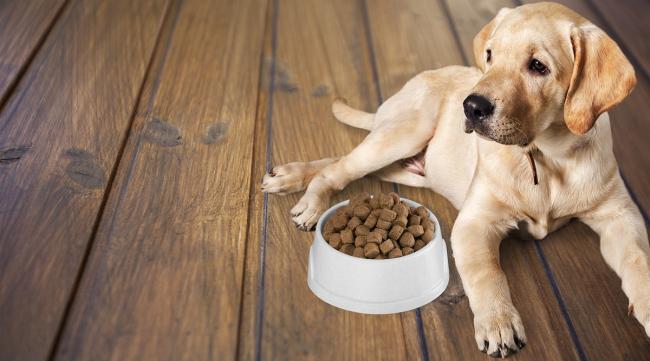 老一辈不喂狗粮的养狗方式科学吗