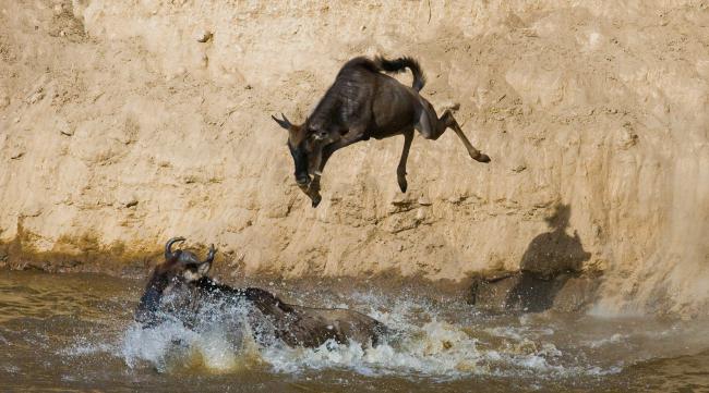 驴看见河渴死的故事
