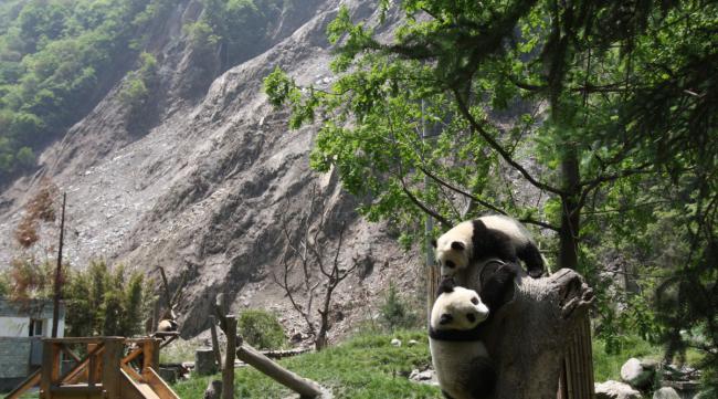 长屿硐天的熊猫叫什么名字