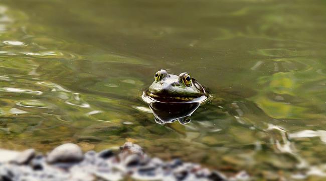 为什么有水就有青蛙