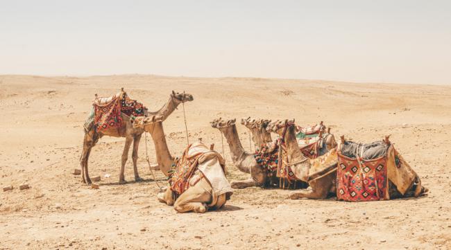 沙漠骆驼如何食用视频