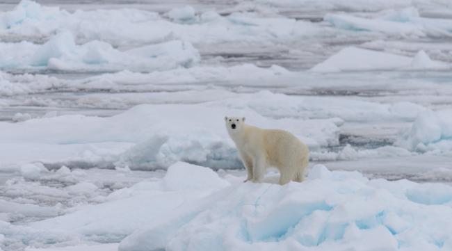北极熊生活在什么环境下