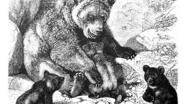 卡夫卡的熊是哪一个作品里的
