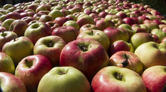 日本产的水果苹果有哪些品种呢