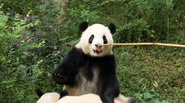 为什么只有中国有熊猫呢