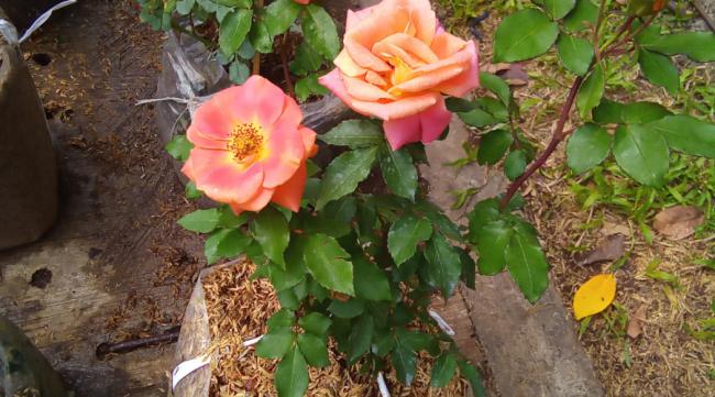 野玫瑰如何做盆栽盆景