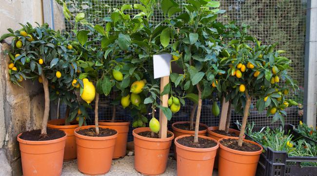 夏季柠檬盆栽怎么修剪枝条