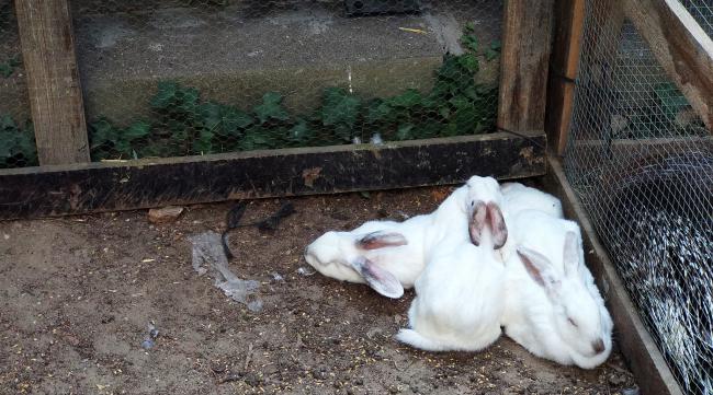 兔子一般正常抱几窝