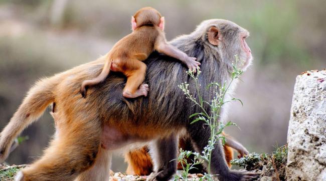 猴子的智商和寿命有关吗