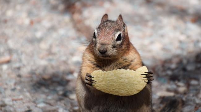 2个月大的松鼠吃多少坚果呢