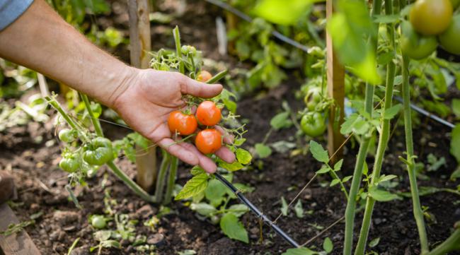西红柿如何种植管理方法有哪些呢