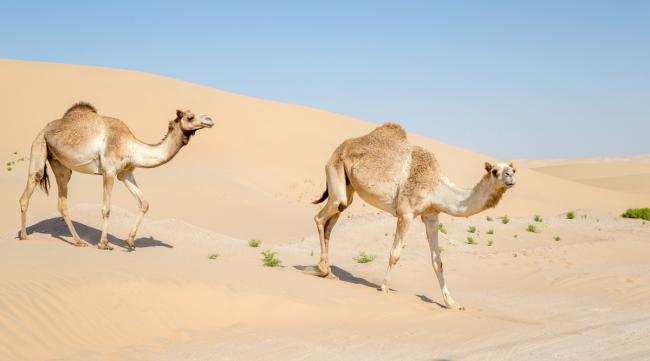 沙漠骆驼怎样行走的
