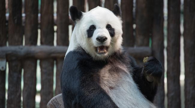 大熊猫为什么被称为和平使者