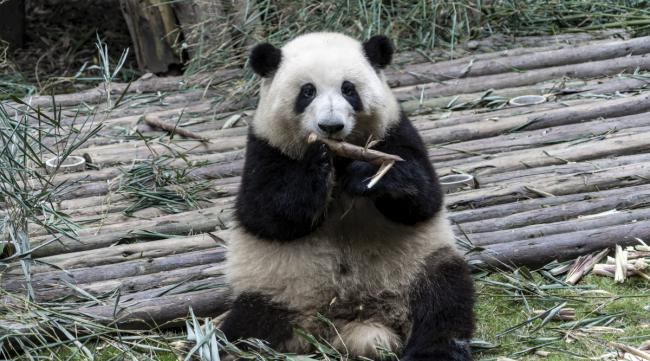 熊猫的玩耍特点