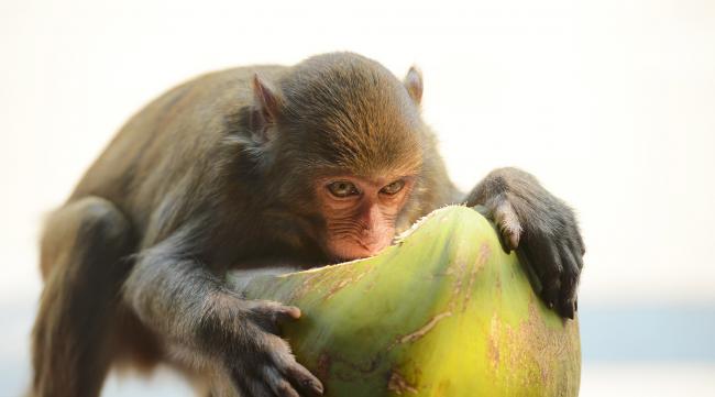 猴子最爱吃的水果是什么