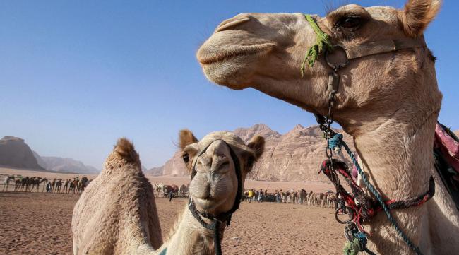 骆驼在沙漠里行走有三件法宝