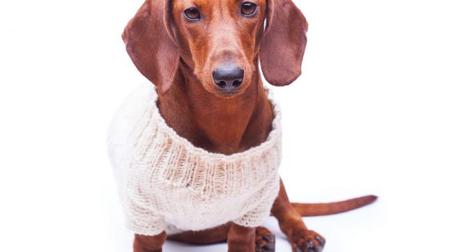 狗狗毛衣编织方法