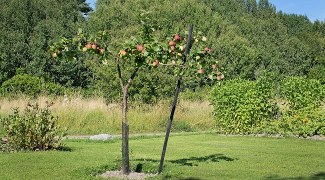 森林苹果怎么养护好