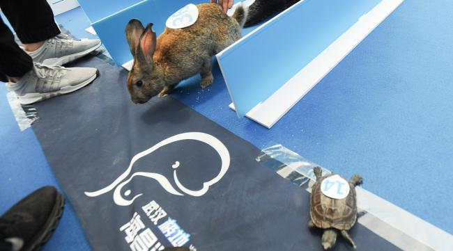 兔子和乌龟怎么比赛的