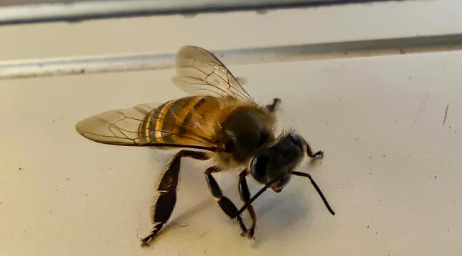 昆虫记老蜜蜂指的是什么蜂子