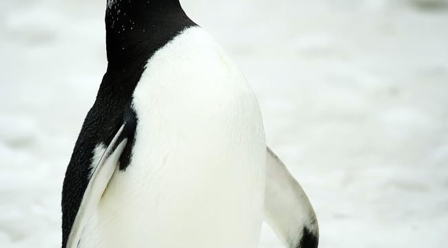 企鹅的五条知识是什么