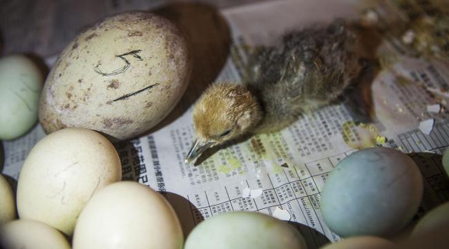 人工孵化鸟蛋的方法