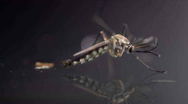 蚊子在黑暗中怎么找到人的身体