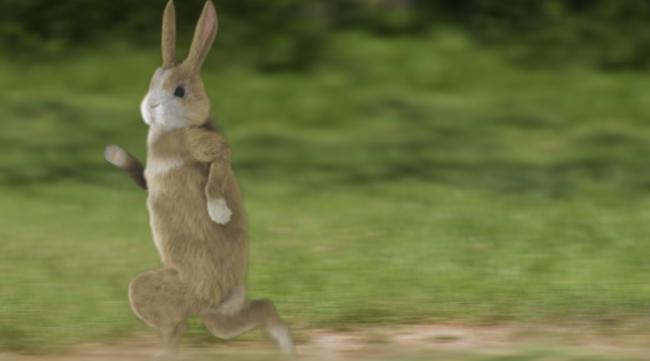 兔子原地跳跃怎么办啊