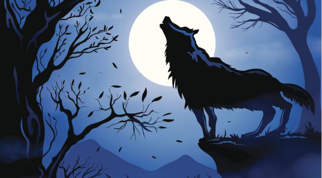 为什么狼总在月圆之夜叫
