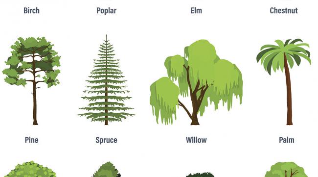 有关树木的英语单词