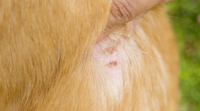狗狗真菌皮肤病怎么才算是好了呢