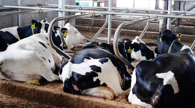 奶牛产奶产量最多的季节是
