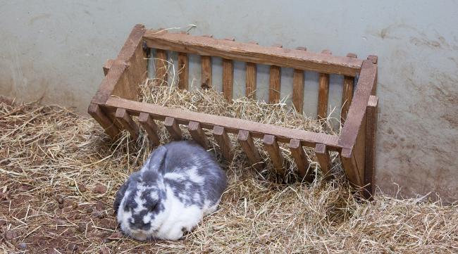怎么给兔子做冬天的窝呢