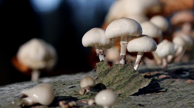 蘑菇是怎样长成的呢