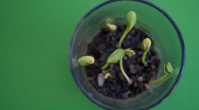 如何在家里合理种植豌豆射手的种子
