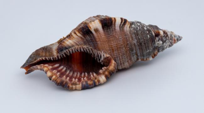 海蜗牛和海螺的区别