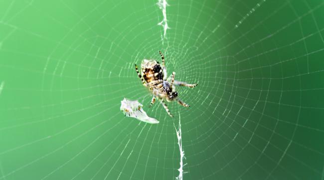 蜘蛛结网象征什么意义