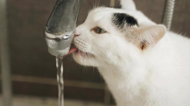 怎样可以让猫咪多喝水
