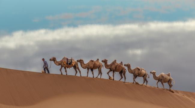 沙漠骆驼歌词
