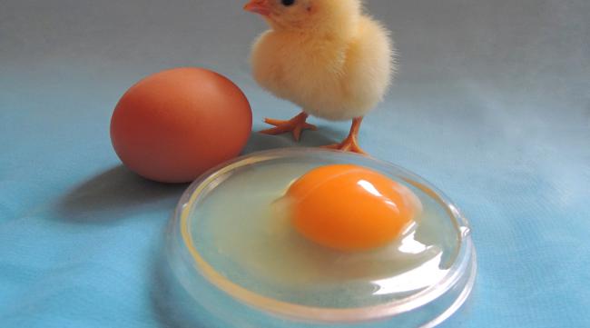鸡蛋怎么孵化成鸡