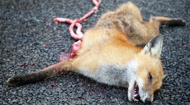 狐狸的杀过是因为什么