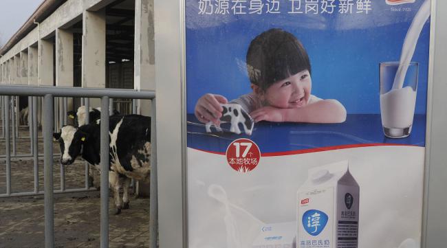 认准一头牛牛奶质量怎么样