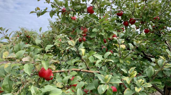 七月天仙苹果什么时间栽最好吃
