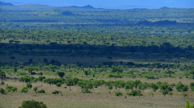 非洲森林覆盖率是多少