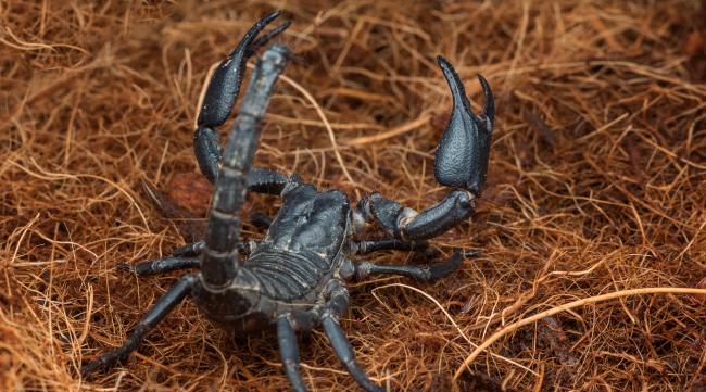 世界上最大最毒的蝎子图片