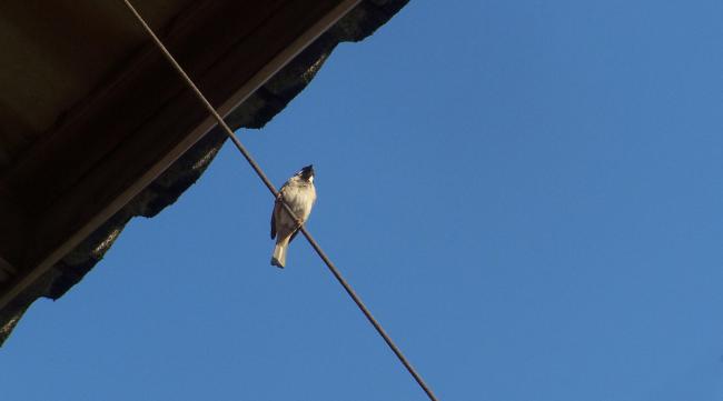 小鸟飞到天花板怎么办呢