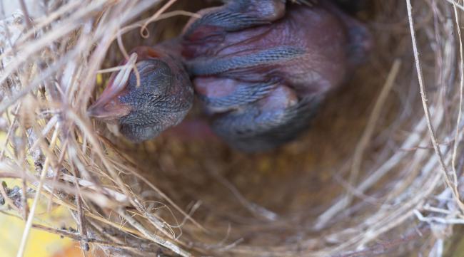 刚出生的小斑鸠怎么喂养